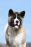 AKITA AMERICAIN 268